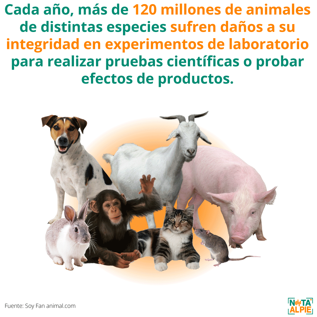 Día Internacional Del Animal De Laboratorio | Nota Al Pie | Noticias En ...