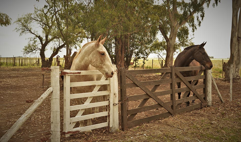 copetonas