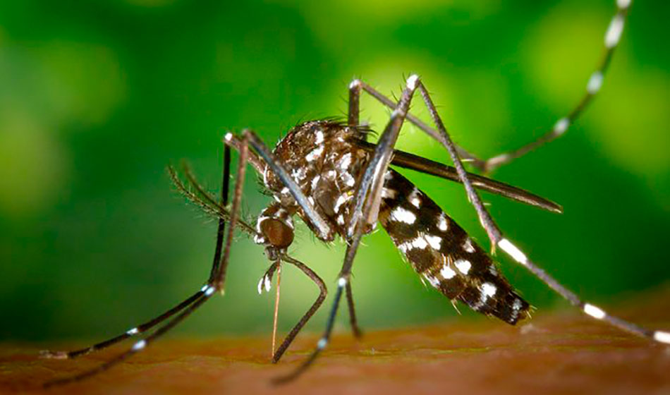 dengue