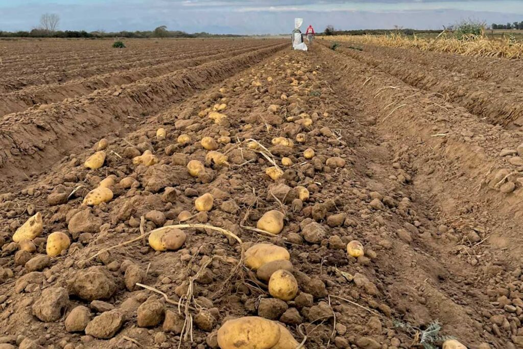 papas agroecologicas cerrilense 03 1024x683 1