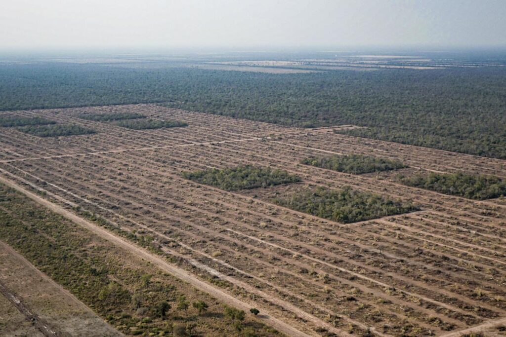 deforestacion pandemia greenpeace extractivismo 02 1024x683 1