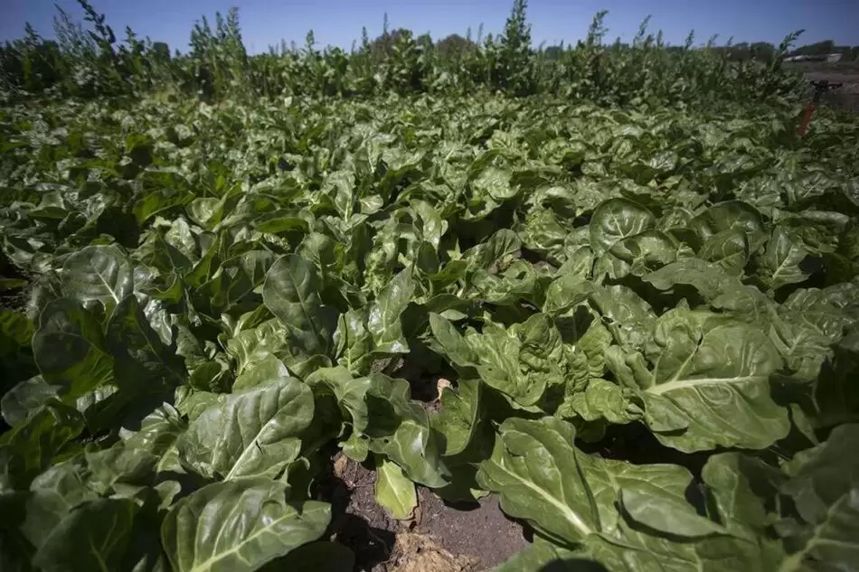 decimo mes de la agroecologia 03 980x653 1