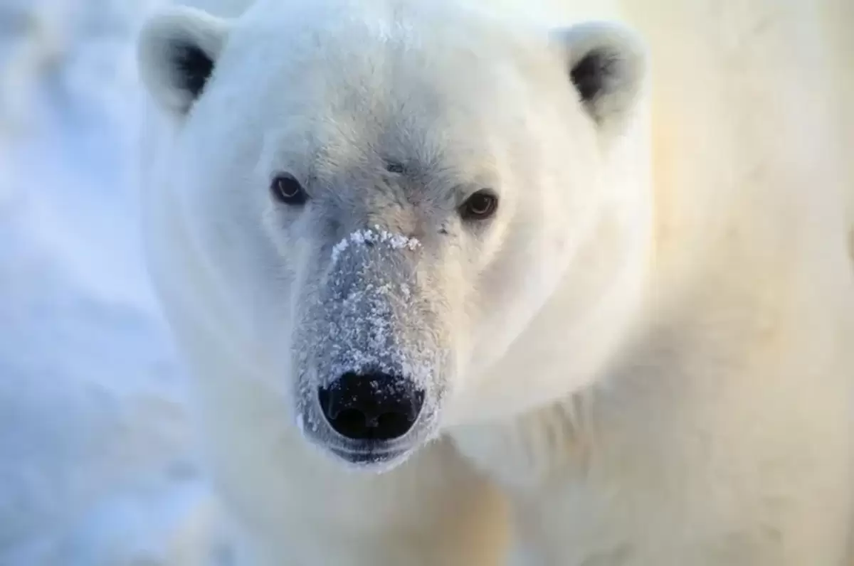 polar